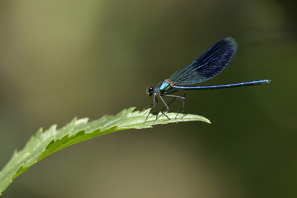 Caloptéryx 12rec.jpg