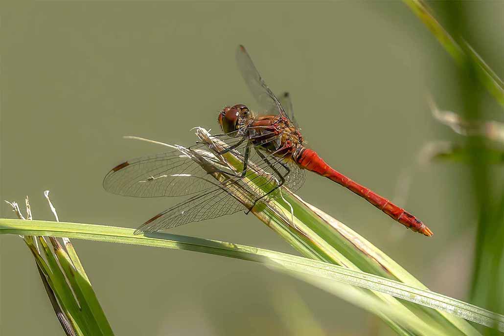 3777 Sympetrum rouge-sang rerec.jpg