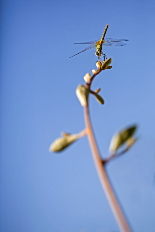 _98A2790-IN.jpg