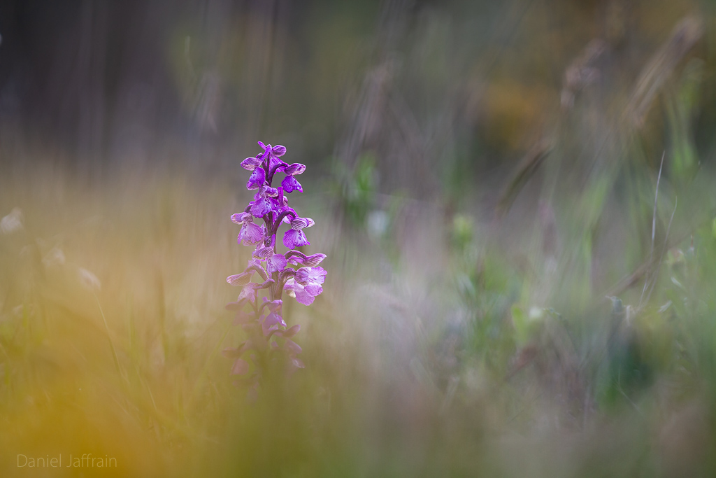 Image et Nature-1-34.jpg