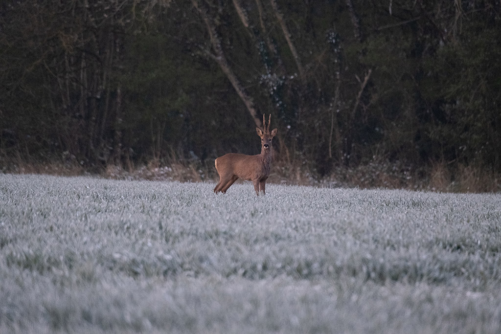 DSCF0260-2 copie.jpg