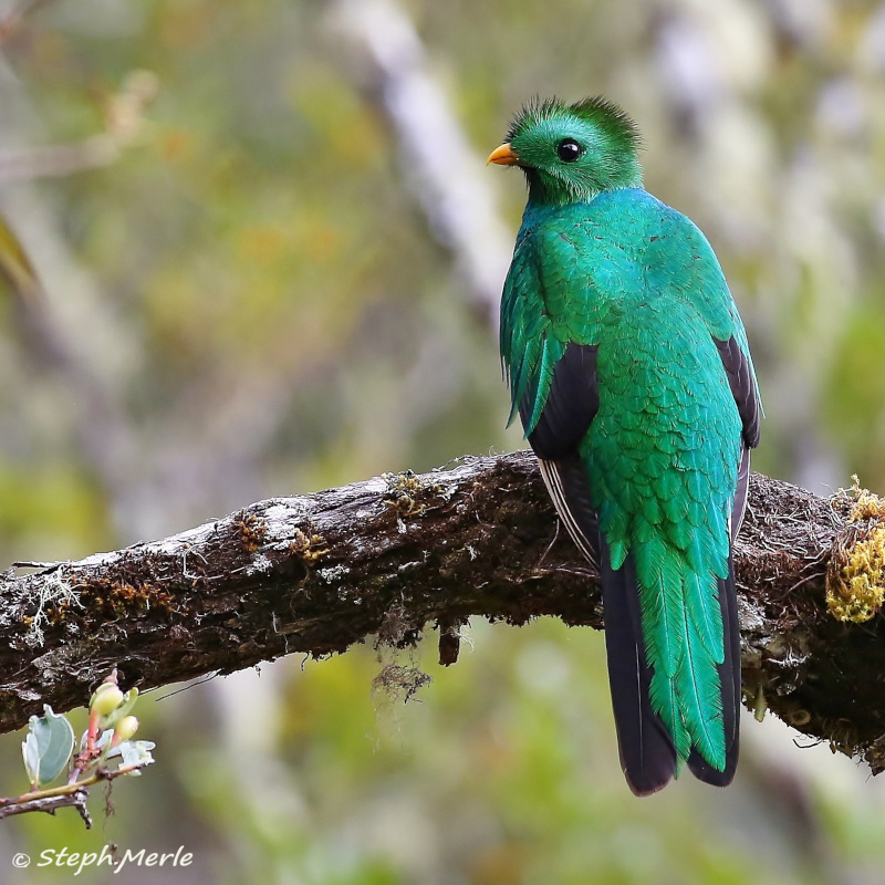 21 -Quetza respl juvénile - PQ.JPG