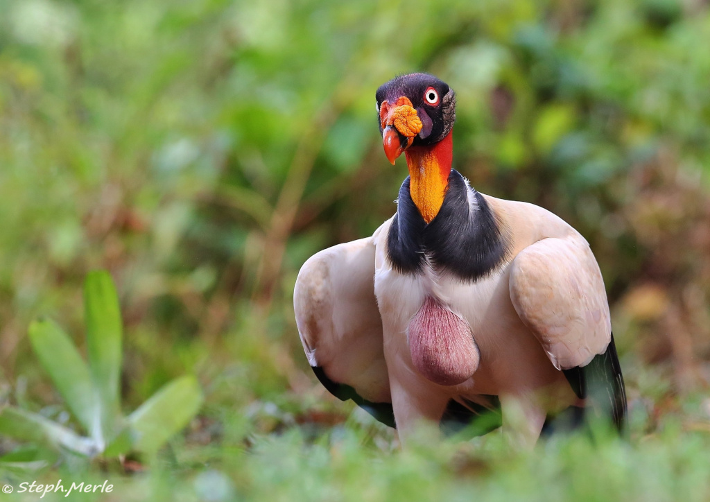 23 -Sarcoramphe roi- BOCA T.JPG