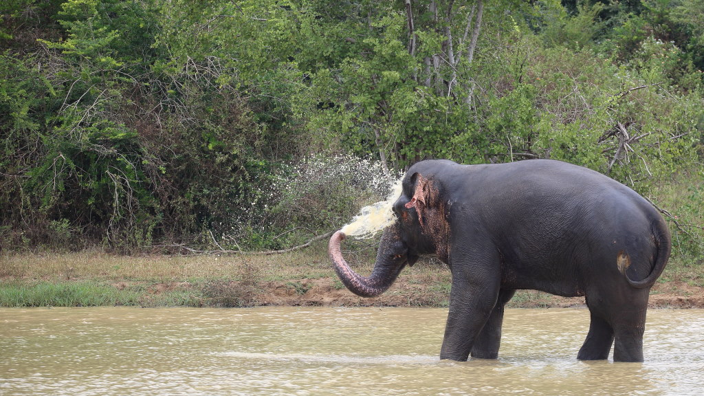 076 Eléphants du Sri Lanka.jpg