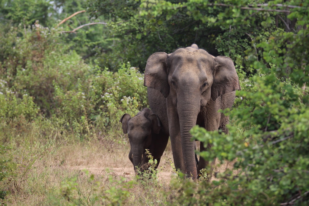 077 Eléphants du Sri Lanka.jpg