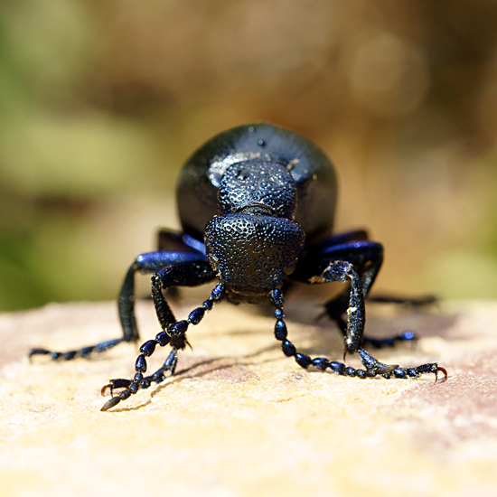 MÃ©loÃ© violet-Format carrÃ©.jpg