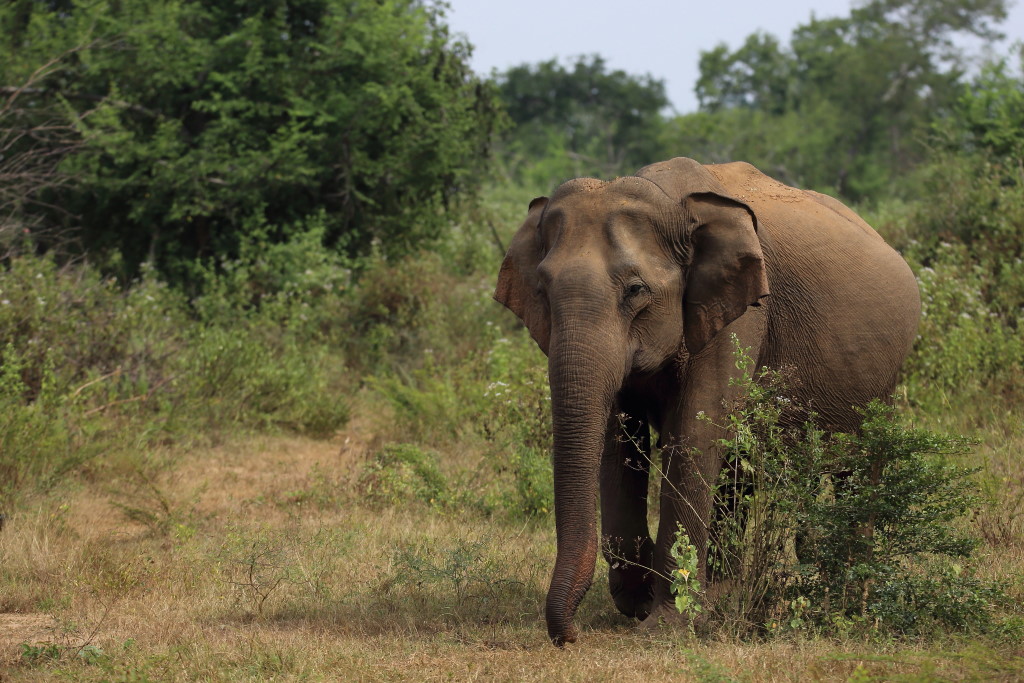 078 Eléphants du Sri Lanka.jpg