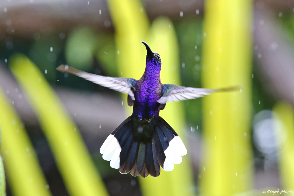 26 -Camphyloptère volet mâle- La paz.JPG