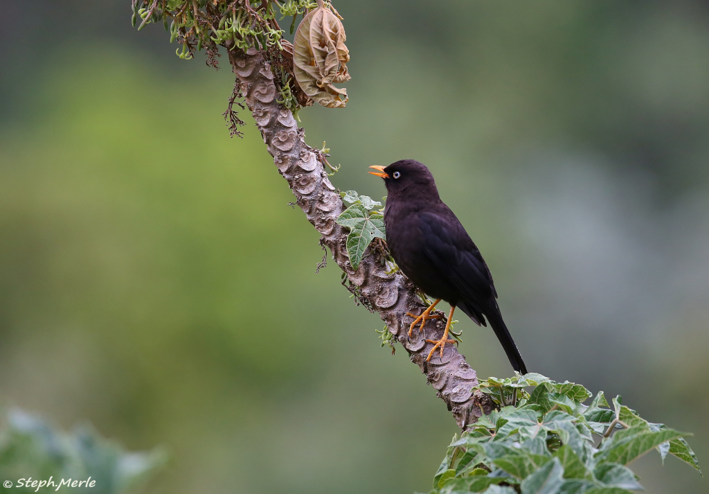 27 -Merle fuligineux - PQ.JPG