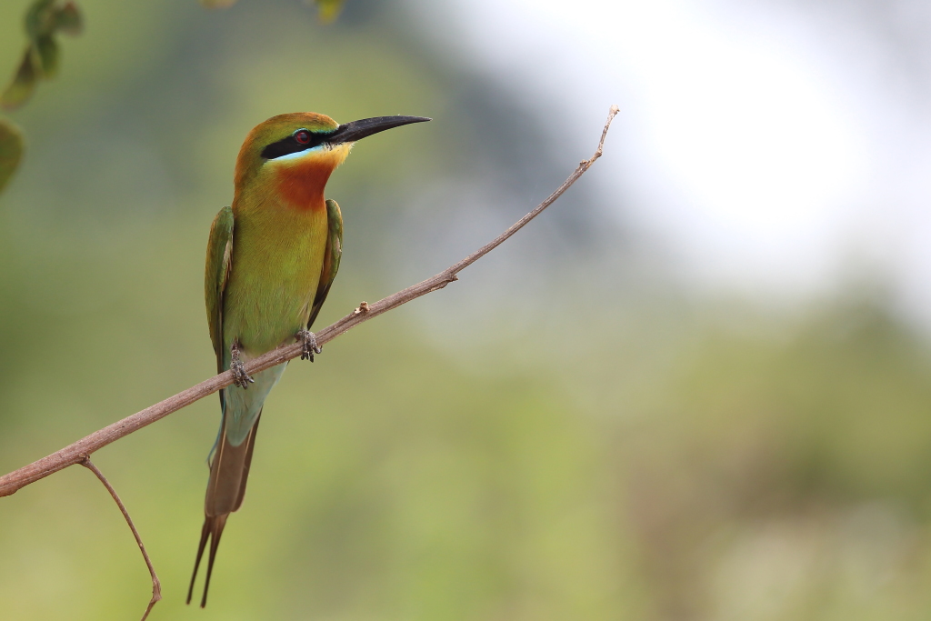 088 Guêpier à queue d'azur.jpg