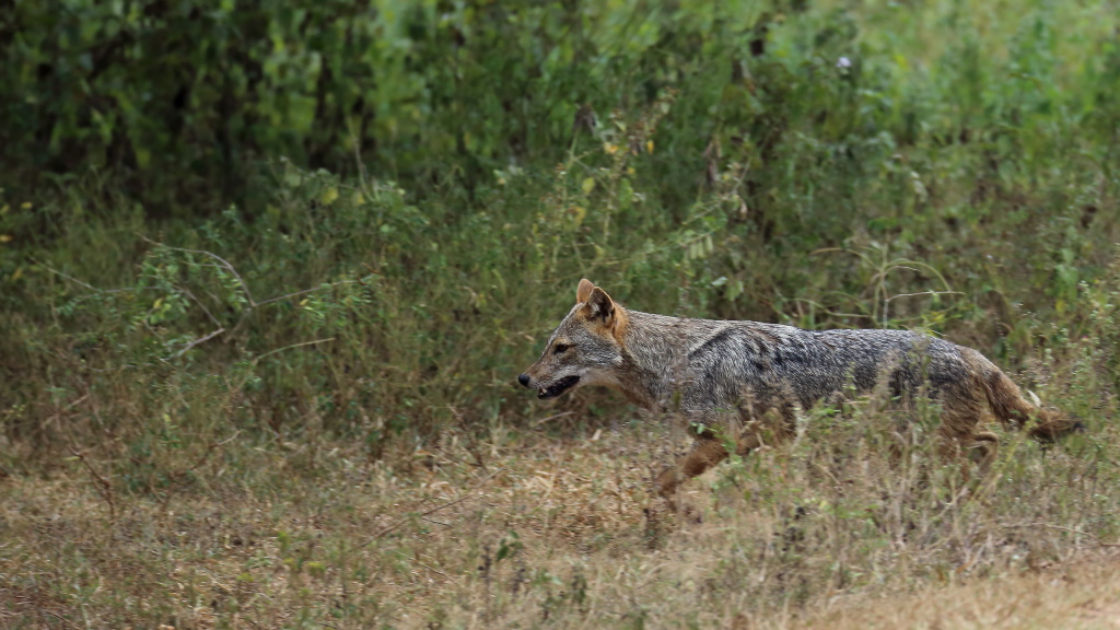 089 Chacal doré.jpg