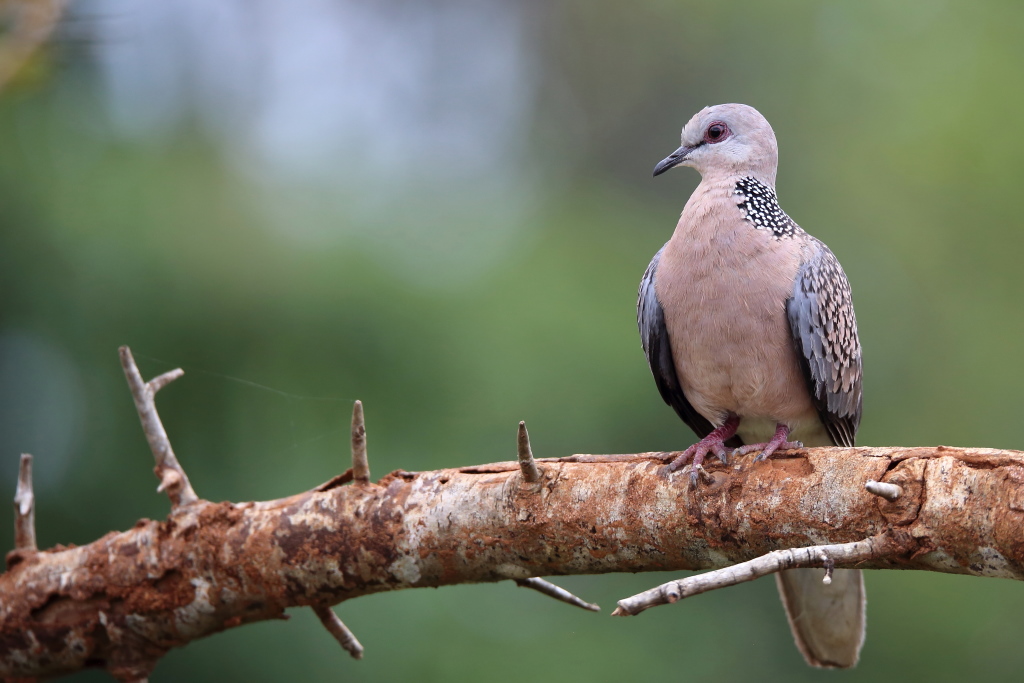 097 Tourterelle tigrine.jpg