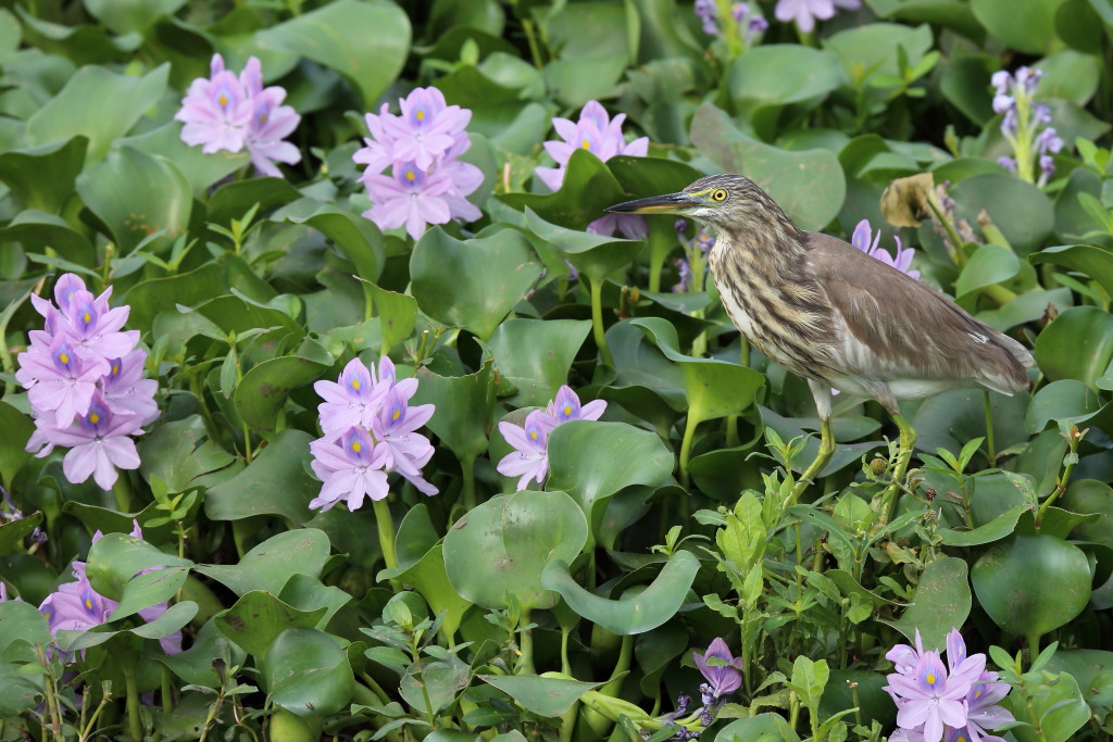 114 Crabier de Gray.jpg