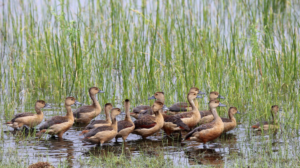117 Dendrocygne siffleur.jpg