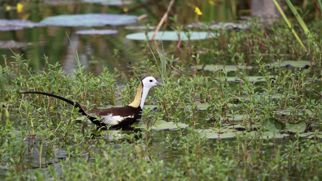 119 Jacana à longue queue.jpg