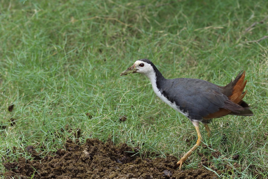 120 Râle à poitrine blanche.jpg