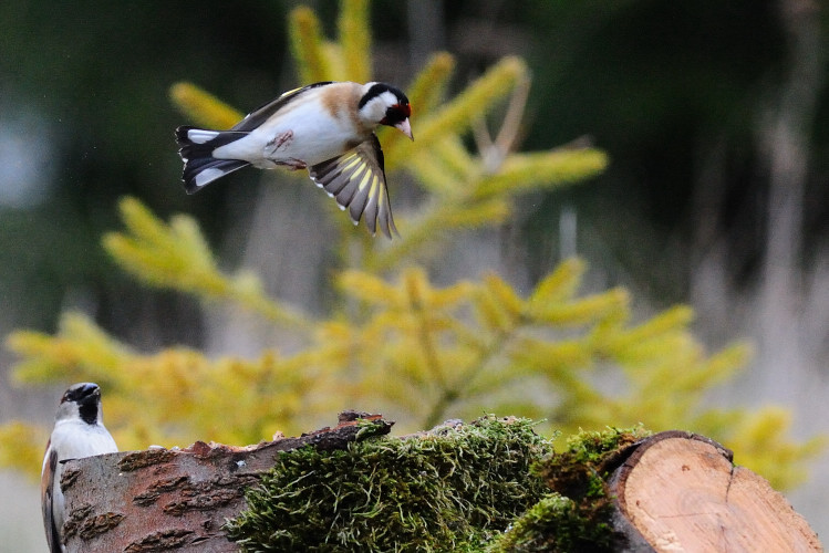chardonneret une aile_01.JPG