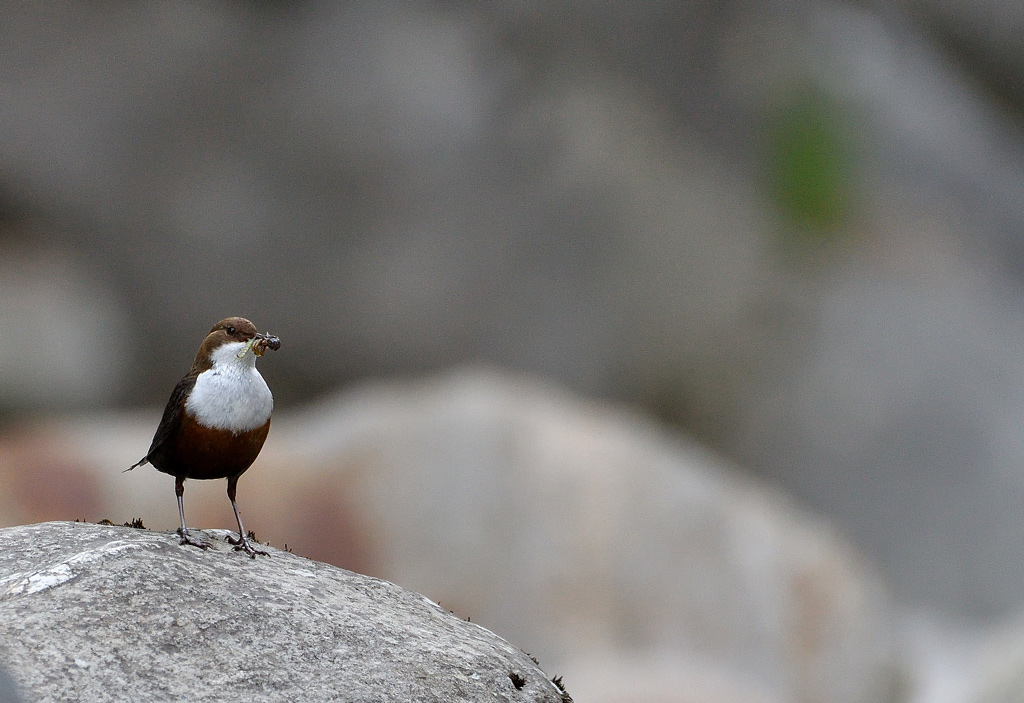 DS5_6708.jpg