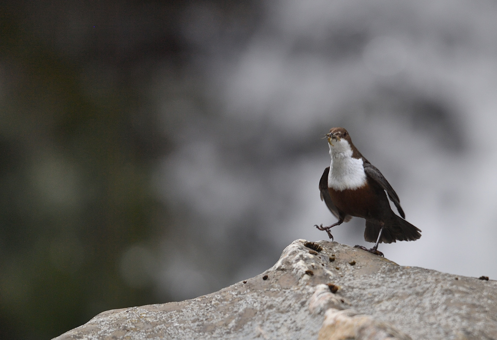 DS5_8335.jpg