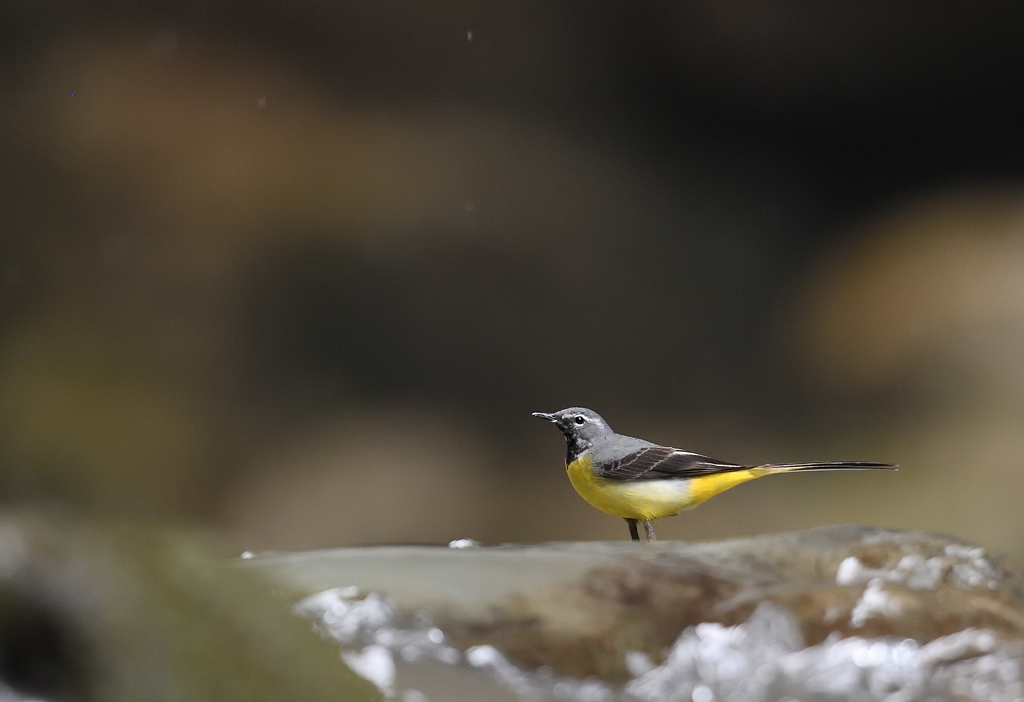 DS5_8947.jpg