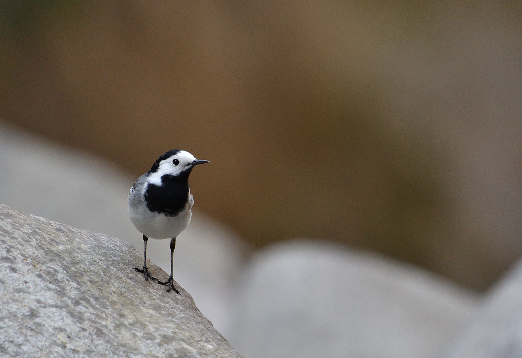 DSC_2672.jpg