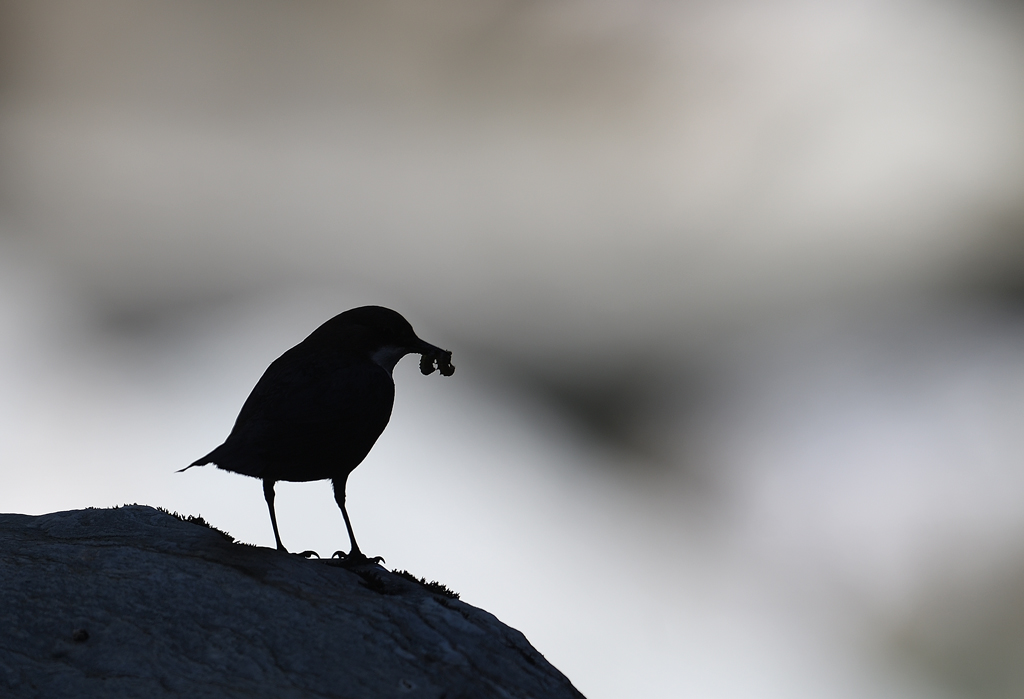 DS5_9184.jpg