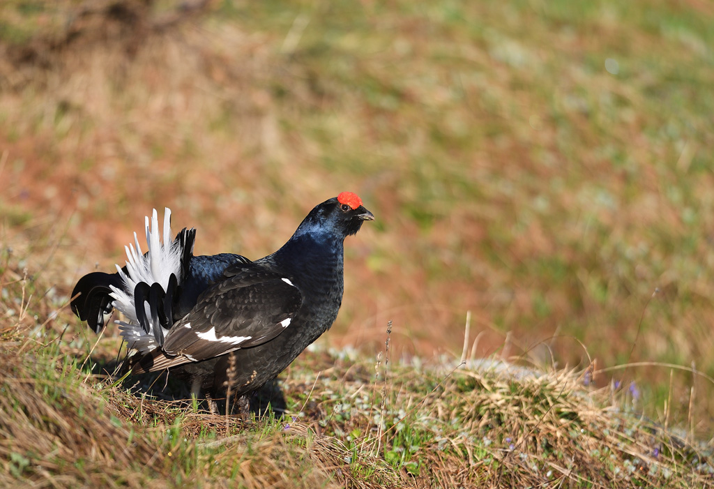 DS5_9735.jpg