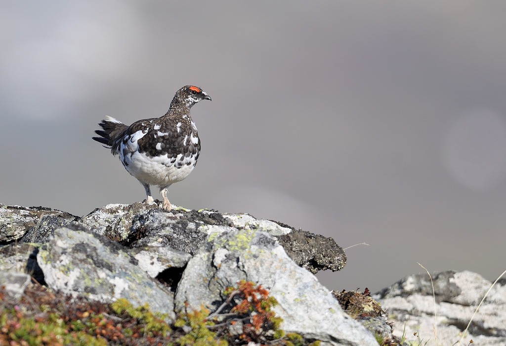 DS5_0094.jpg