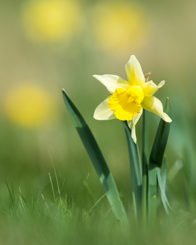 Jonquille 2022_3.jpg