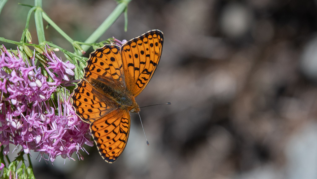 Papillon. Mélitée du Plantin_.jpg