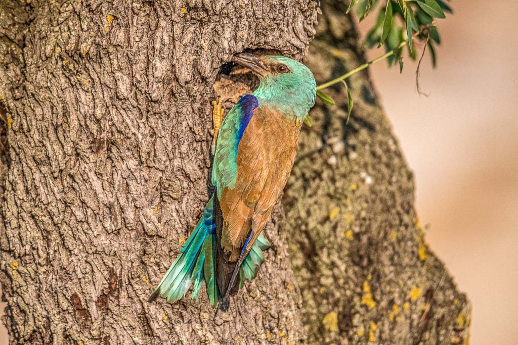 2018-D500-Montgai-097-ps.jpg
