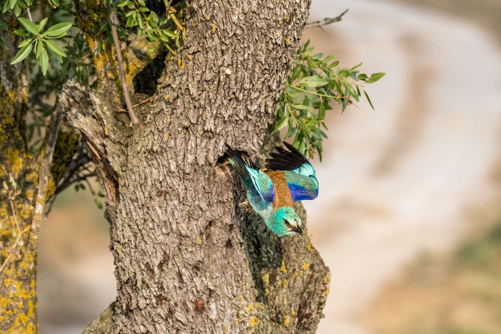 2018-D500-Montgai-111-ps.jpg