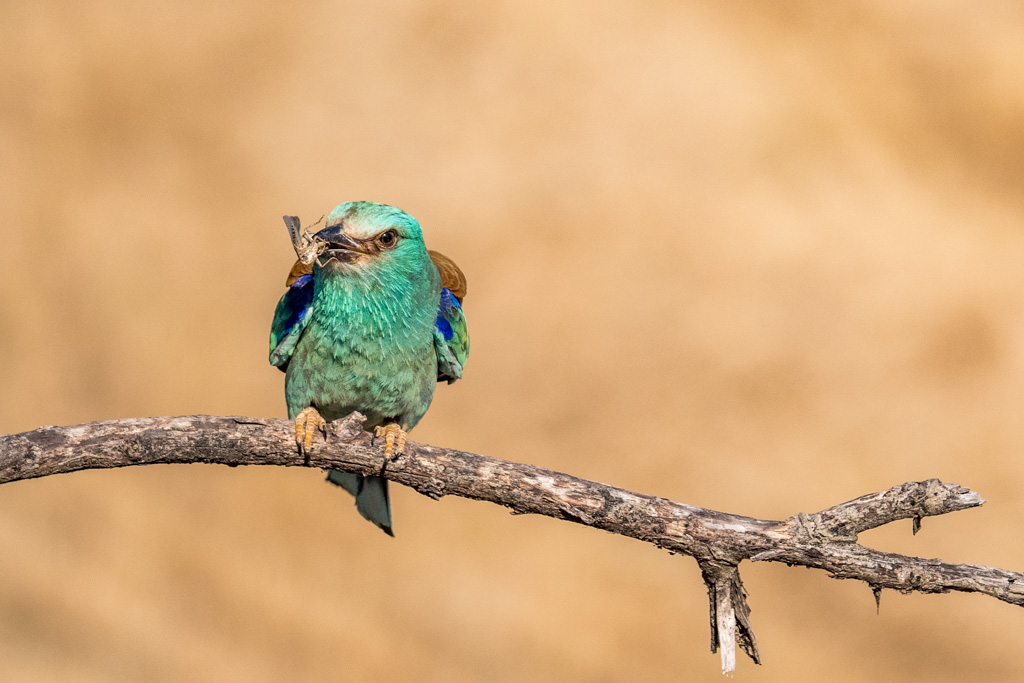 2018-D500-Montgai-148.jpg