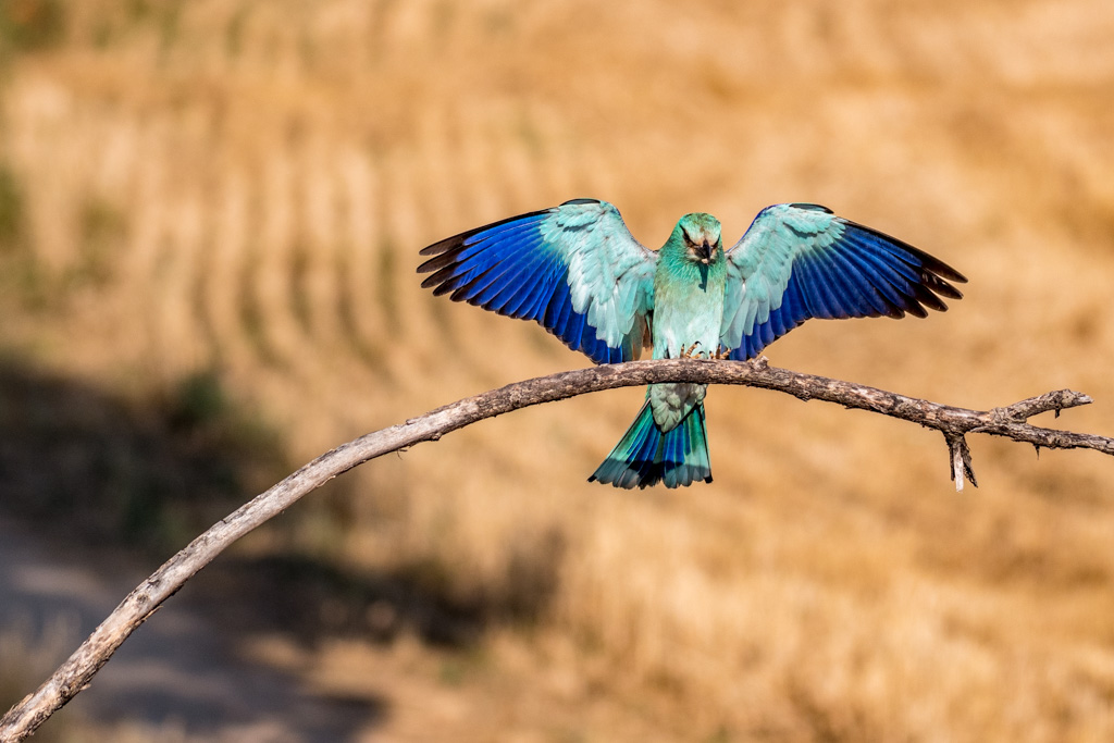 2018-D500-Montgai-163.jpg