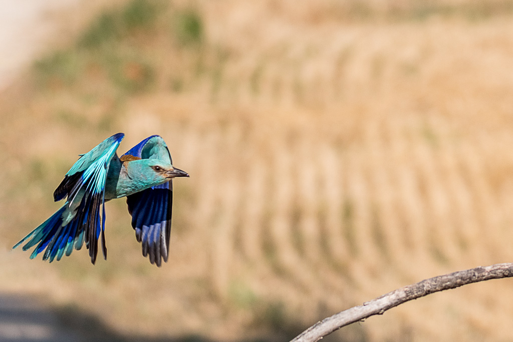 2018-D500-Montgai-206-ps.jpg