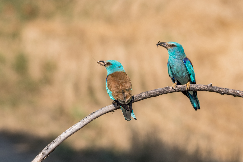 2018-D500-Montgai-226.jpg