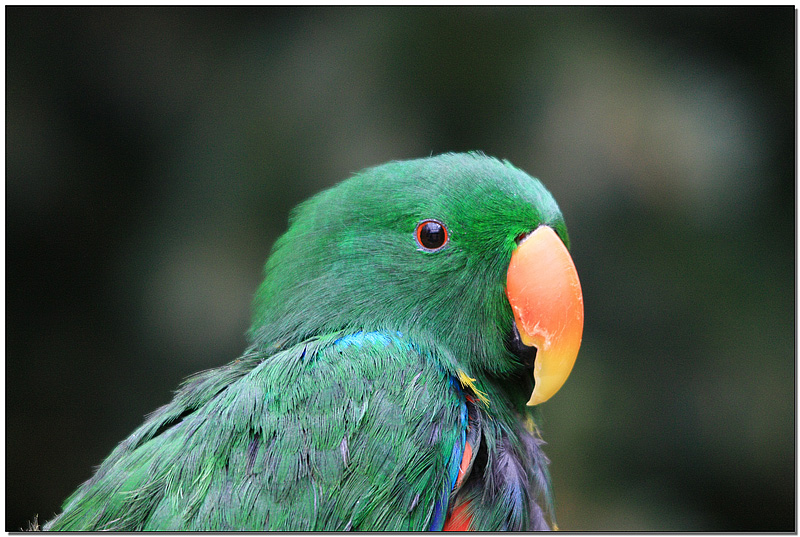 Eclectus portrait.jpg