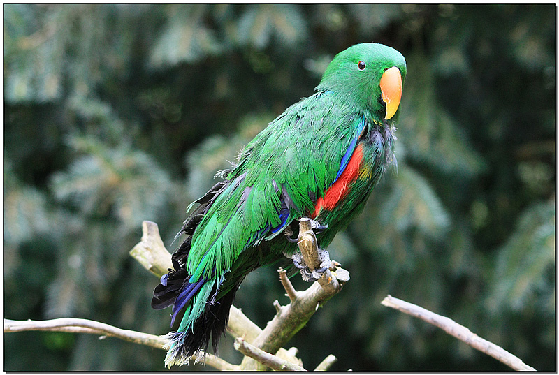 Eclectus pied.jpg