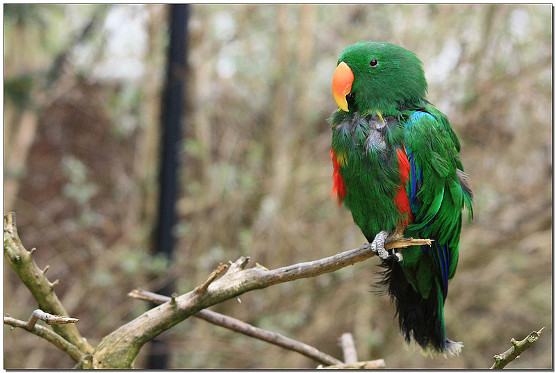 Eclectus pied 0.jpg