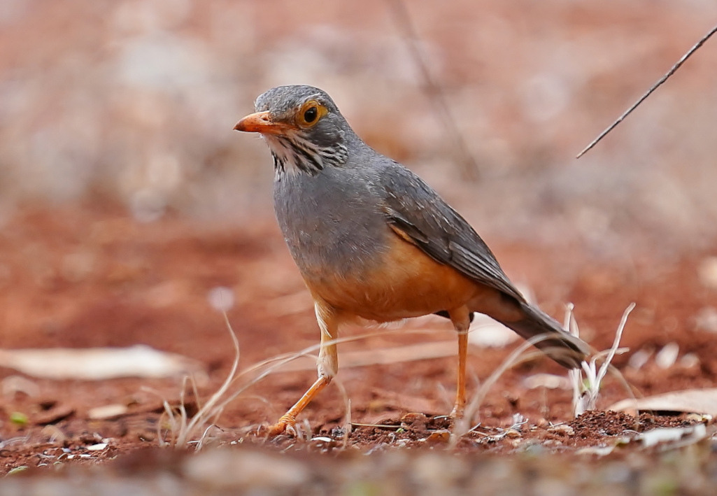 128-Merle cendré -tsavo.JPG
