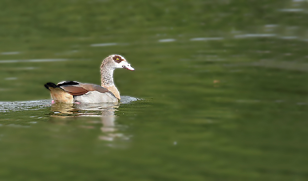 DSC_4530-3 modif.jpg