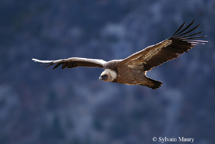 vautour2_1 copie_2.jpg