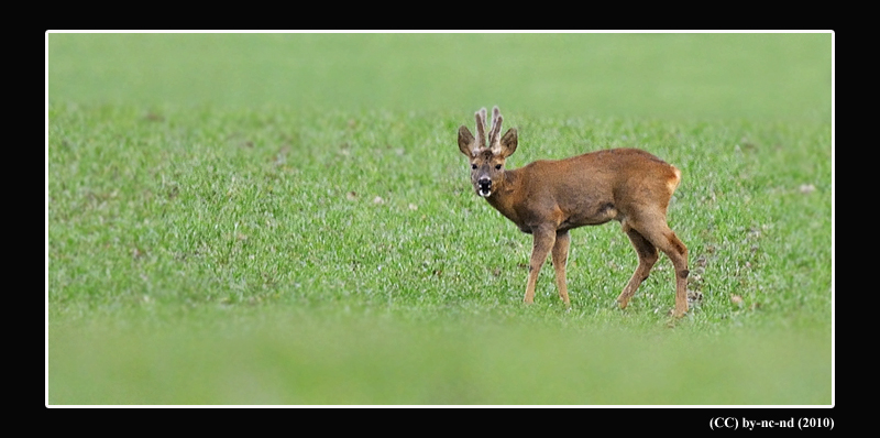 Chevreuil-II-2010-2.jpg