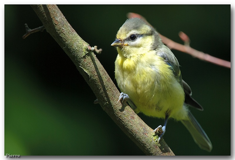 mésange bleue juvénile.jpg