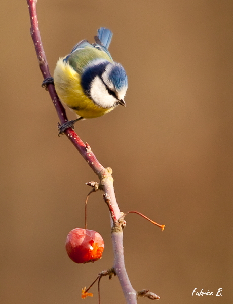 Mésange bleue à la pomme.jpg