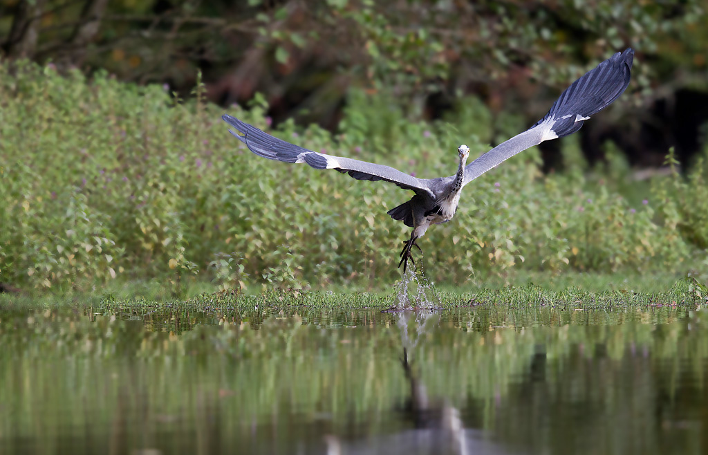 Héron cendré 2.jpg