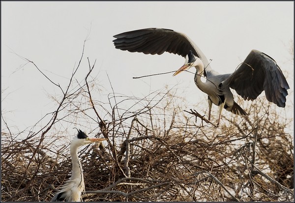 Heron batisseur 589.jpg
