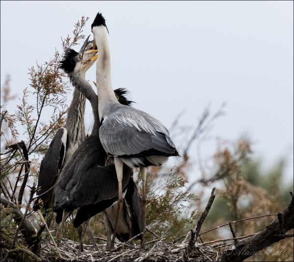 Heron cendré 3694.jpg