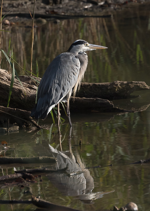 Héron Cendré 02 PB-5052.jpg