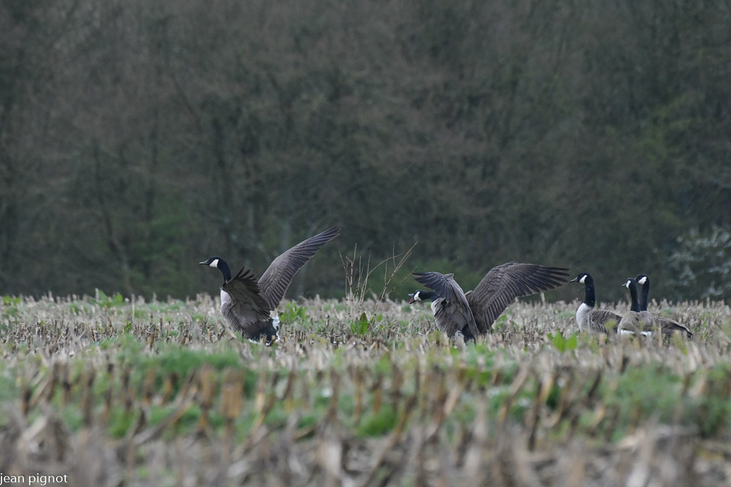 bernaches d avril.JPG